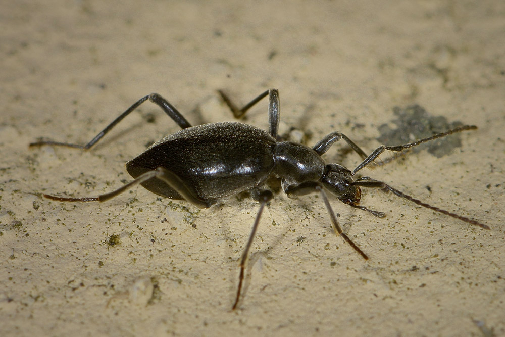 Scydmenidae: Palaeostigus heydenii e P. pilifer